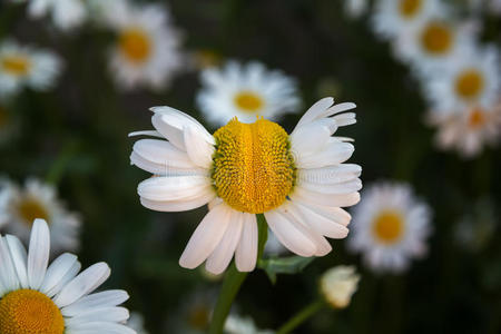 其他雏菊背景上变形的洋甘菊花。