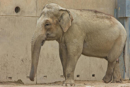大象动物园非洲动物动物动物学