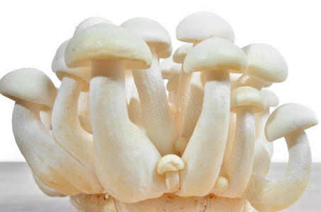 一堆白色的蘑菇