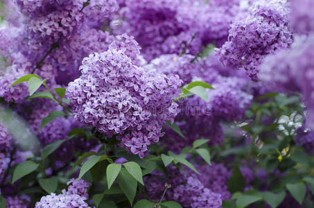 丁香花枝