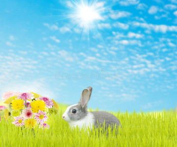 可爱的兔子和美丽的花春季