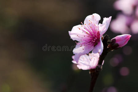 桃花的特写