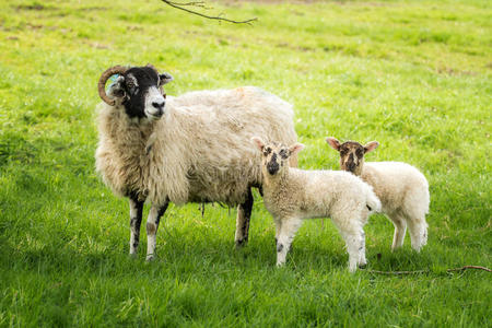 母羊和双胞胎羔羊