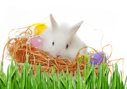 复活节兔子