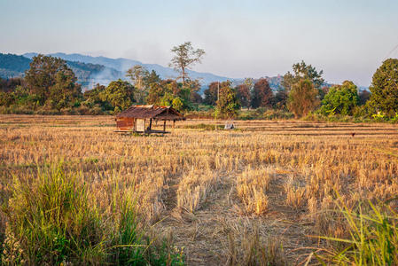 干稻田与废弃的农民小屋软焦点