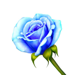 白色背景上分离的蓝色玫瑰花