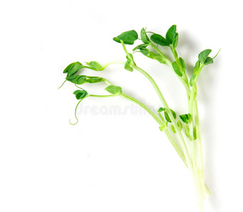 特写绿色豌豆在白色背景上发芽