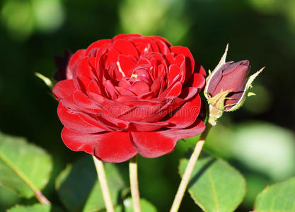夏天花园里的红玫瑰。