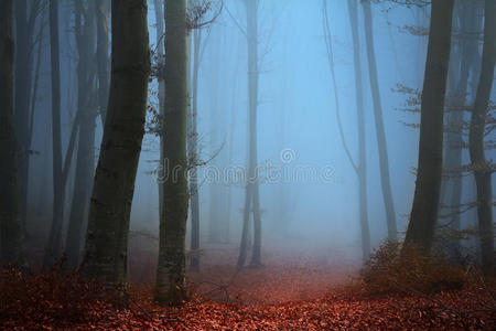 地面 单色 早晨 恐怖 男人 秋天 神秘 性格 朦胧 森林