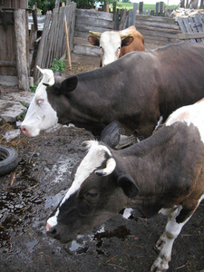 农场里的棕色奶牛