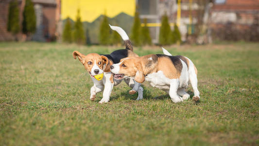 两只比格犬照片