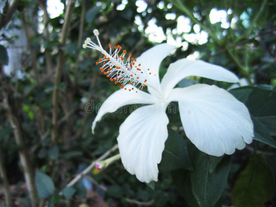 白芙蓉花