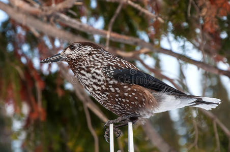 动物 美丽的 自然 鸟类 喂养 杂色 专业 分支 羽毛 胡桃夹子
