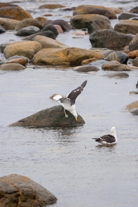 羽毛 海岸 智利 复制空间 自然 摄影 岩石 站立 海鸥
