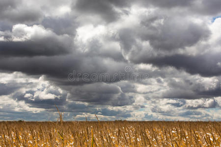 成熟的玉米田上的戏剧性云