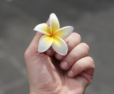 特写镜头 鸡蛋花 自然 春天 夏天 皮肤 女人 放松 水疗中心