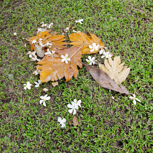 森林地板上五颜六色的秋叶的背景