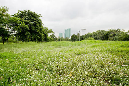 领域 美丽的 标准 草坪 花的 植物区系 土地 特写镜头