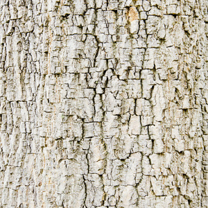 保护 环境 木板 木柴 历史 材料 树皮 古老的 森林 松木