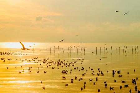 美女 场景 季节 海岸 早晨 海鸥 池塘 浪漫的 天空 美丽的