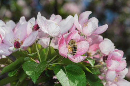 花苹果