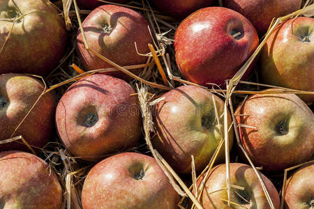 果园 甜的 水果 食物 营养 美味的 稻草 收获 农业 苹果