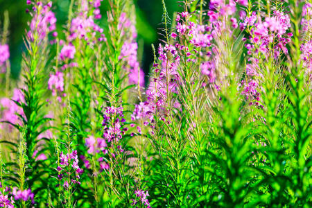 草地紫罗兰花特写。森林里的野花