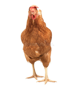 特写肖像，全身棕色的雌性鸡蛋母鸡站立sh