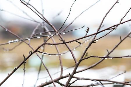 飞机 轮廓 自然 季节 分支 植物 死亡 液滴 秋天 森林