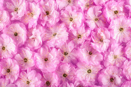 粉红色 钥匙 季节 樱桃 美丽的 春天 开花 分支 自然