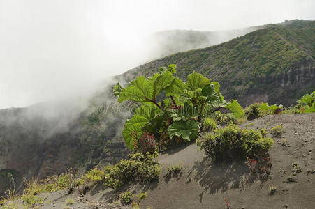 绿色植被在伊拉祖火山火山口一侧，在科迪勒拉中心，靠近卡塔戈市，哥斯达黎加。