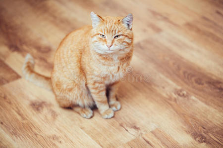 可爱的 漂亮的 面对 猫科动物 地板 层压材料 肖像 动物