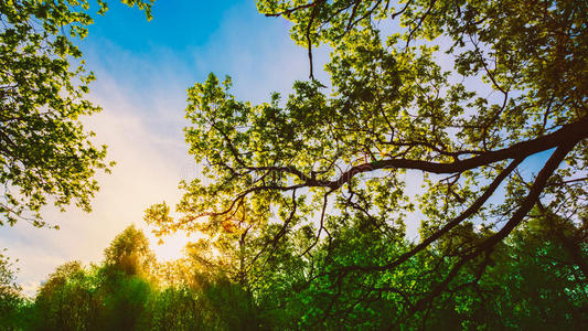 环境 风景 植物 太阳 树叶 春天 阳光 公园 森林 橡树