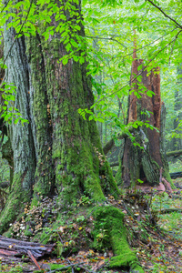 拒绝 不朽的 风景 树叶 落下 生态系统 足突 苔藓 季节