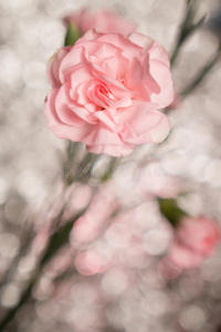 康乃馨花在模糊的粉红色背景上
