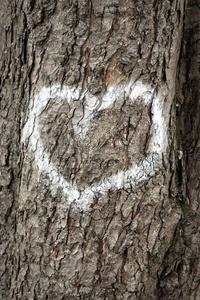 情人 涂鸦 招呼 假日 剥皮 卡片 苔藓 古老的 夫妇 树皮