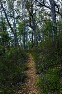 穿过澳大利亚雨林的小路