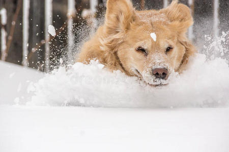 雪地黄金犬高清图片