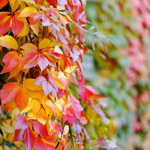 季节 风景 公园 九月 秋天 颜色 十月 植物区系 十一月