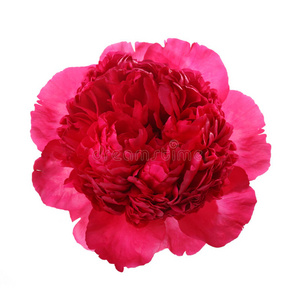 特写镜头 开花 粉红色 美女 礼物 植物 美丽的 植物学