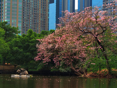 李科 分支 风景 酒渣鼻 颜色 新的 漂亮的 美丽的 花园