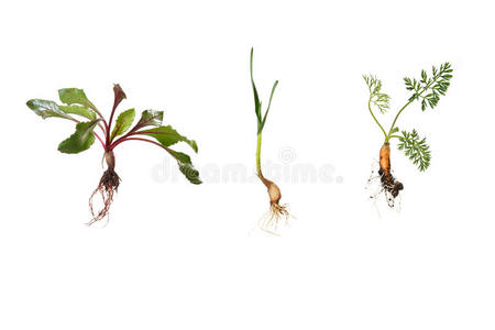 甜菜根 植物 生长 季节 春天 胡萝卜 幼苗 土壤 污垢