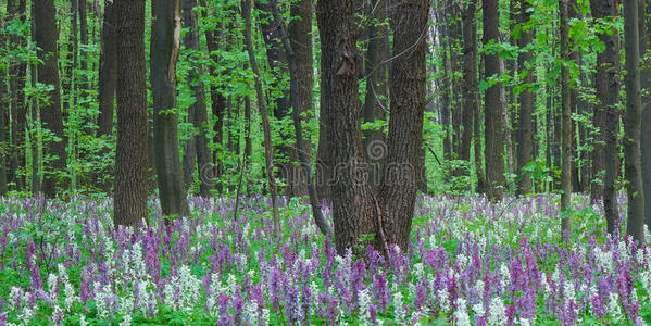 报春花 盛开 紫色 林间空地 开花 延胡索 风景 颜色 季节