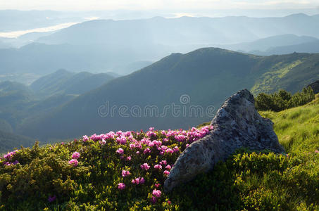 山里的花