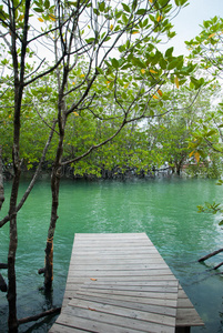 木材 浪漫的 美丽的 天堂 美女 假期 海滩 风景 天空