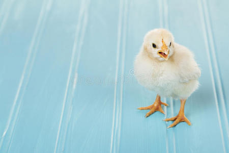 小鸡 孵化 新生儿 绿松石 牲畜 动物 啁啾声 宝贝 春天