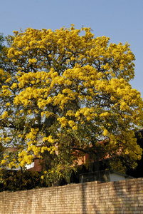 分支 花的 花园 瓜拉尼 公园 亚松森 风景 树叶 巴拉圭
