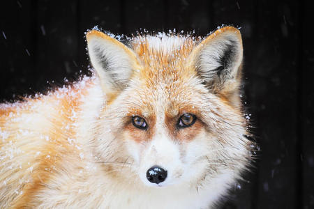 雪中的金狐狸
