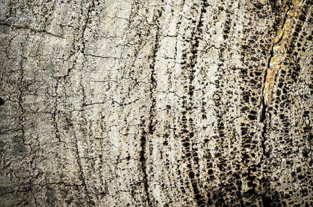 自然 植物 古老的 木材 圆圈 纹理 树干 日志 森林 树皮