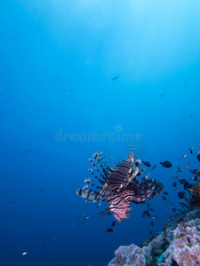 海底 狮子鱼 水下 放射虫 海的 水肺 宽的 海洋 鲉科